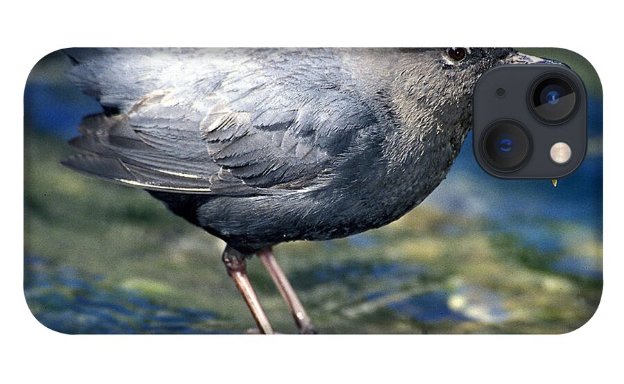 Dipper iPhone 13 Case featuring the photograph American Dipper by Gary Beeler