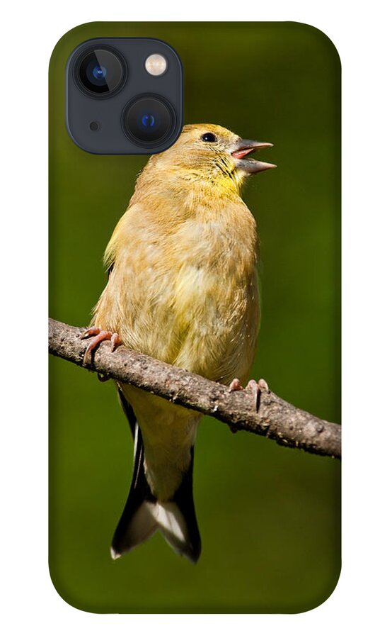 American Goldfinch iPhone 13 Case featuring the photograph American Goldfinch Singing by Jeff Goulden