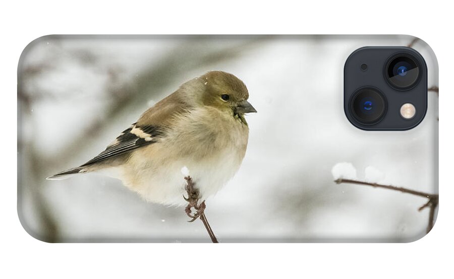 Jan Holden iPhone 13 Case featuring the photograph American Goldfinch Up Close by Holden The Moment