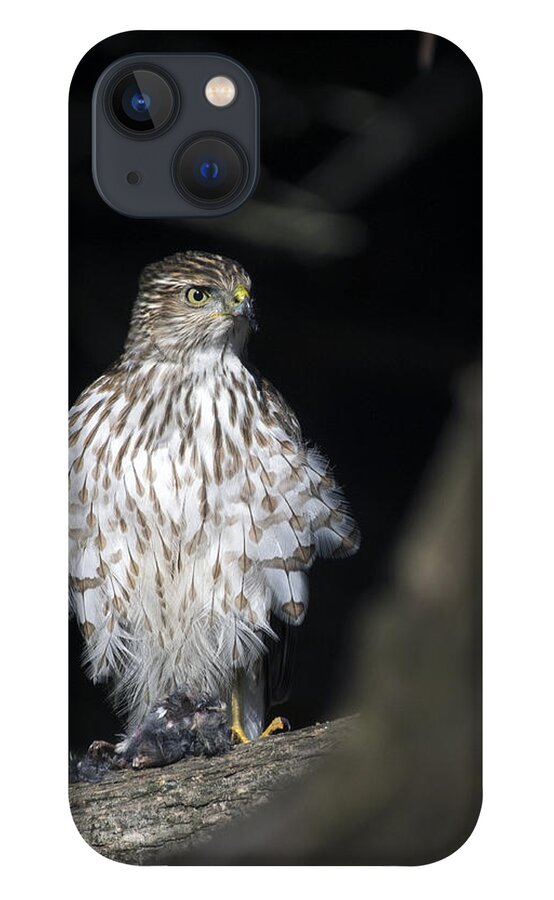 Birds iPhone 13 Case featuring the photograph American Kestrel by Paul Ross