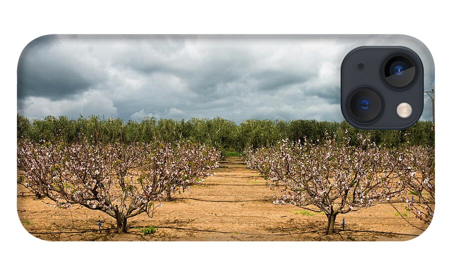 Scenics iPhone 13 Case featuring the photograph An Apricot Plantation by Photograph By Giora Meisler
