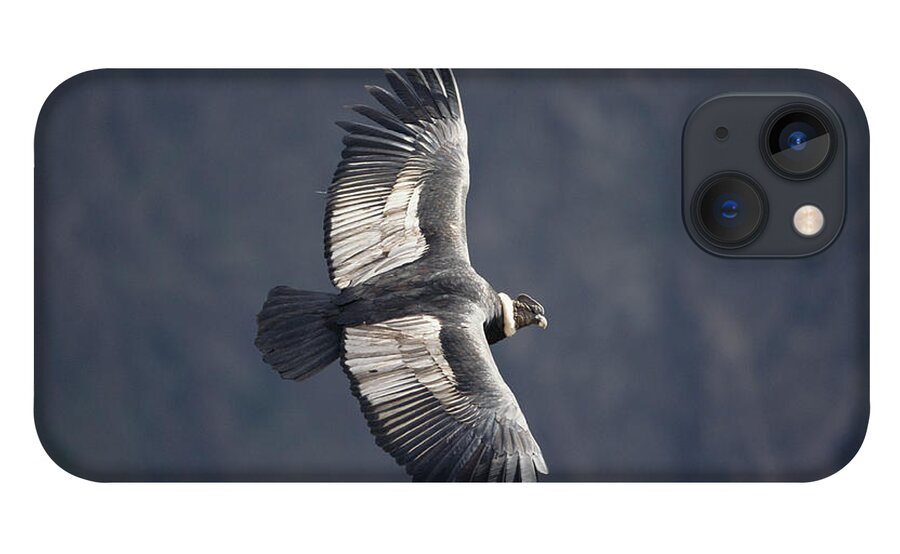 Feb0514 iPhone 13 Case featuring the photograph Andean Condor Riding Thermal Updraft by Tui De Roy