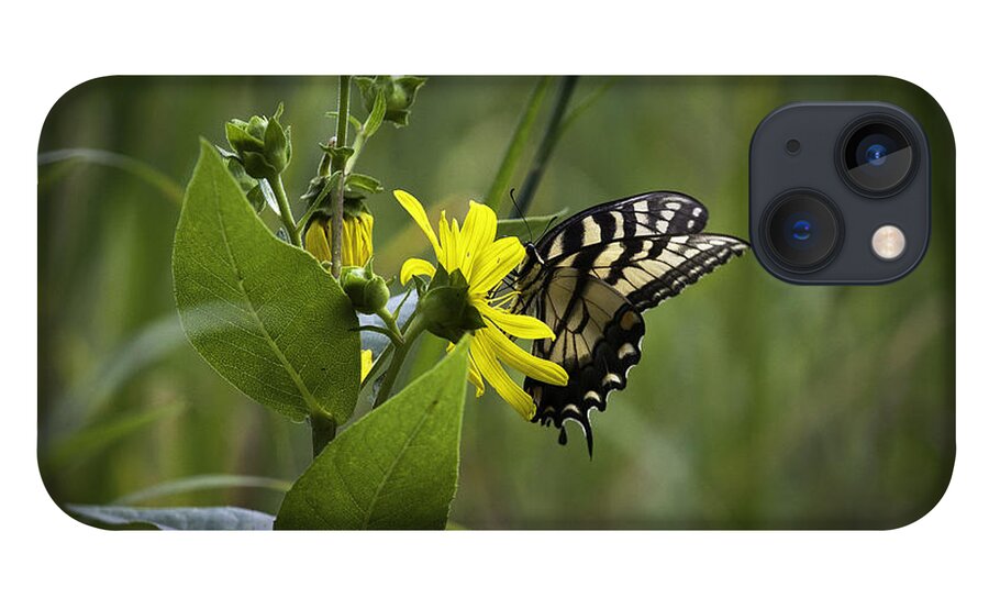 Butterflies iPhone 13 Case featuring the photograph Anise Swallowtail 001 by Donald Brown