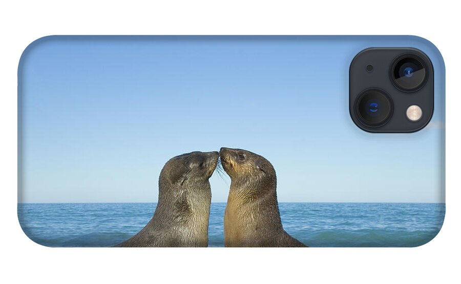 00345354 iPhone 13 Case featuring the photograph Antarctic Fur Seal Pups Kissing by Yva Momatiuk John Eastcott
