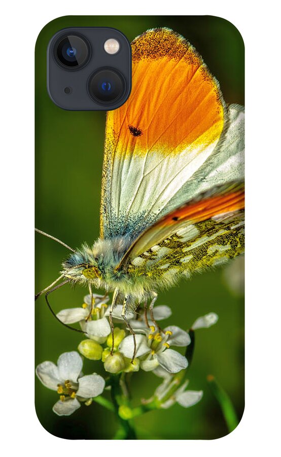Orange Color iPhone 13 Case featuring the photograph Anthocharis Cardamines by Elena Eliachevitch