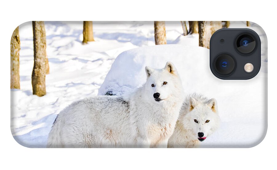 Arctic Wolves iPhone 13 Case featuring the photograph Arctic Wolves by Cheryl Baxter