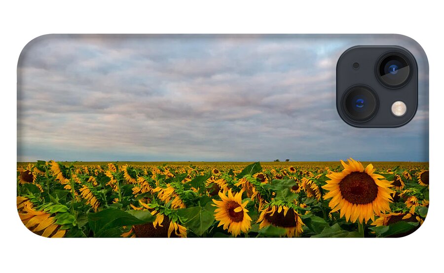 Sunflower iPhone 13 Case featuring the photograph As Far As The Eye Can See by Ronda Kimbrow