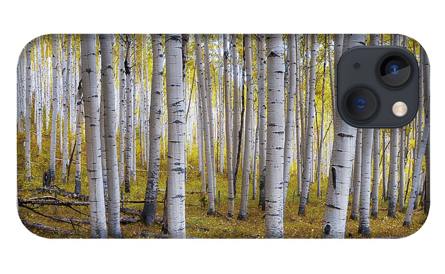 #colorado iPhone 13 Case featuring the photograph Aspen Forest by David Soldano