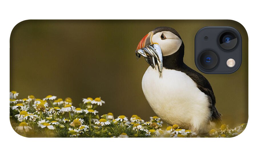 Sebastian Kennerknecht iPhone 13 Case featuring the photograph Atlantic Puffin Carrying Fish Skomer by Sebastian Kennerknecht