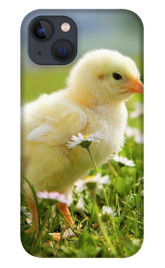 Animal Themes iPhone 13 Case featuring the photograph Austria, Baby Chicken In Meadow, Close by Westend61
