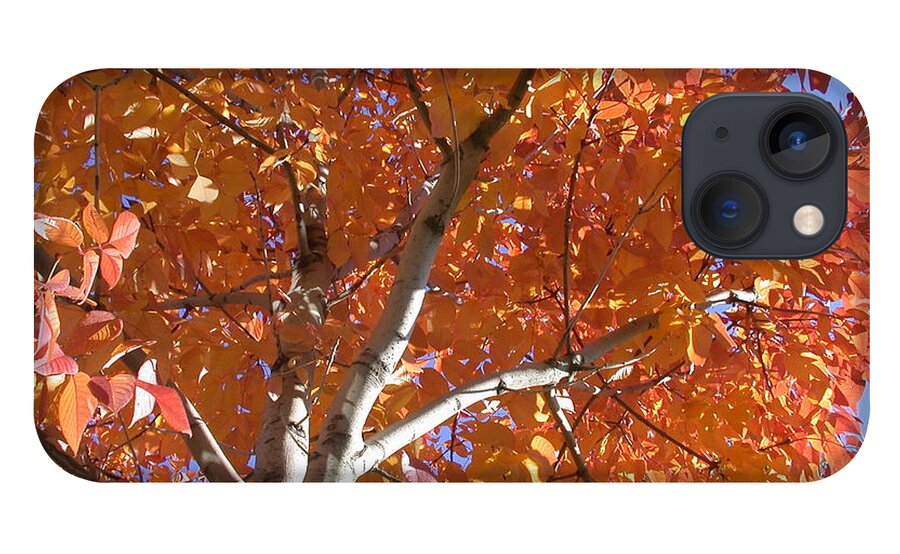Aspen iPhone 13 Case featuring the photograph Autumn Aspen #1 by Shane Bechler