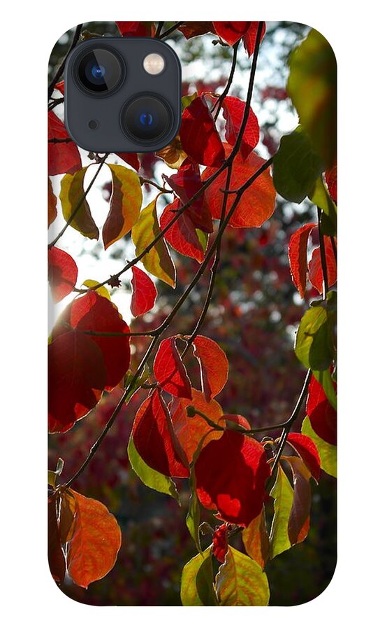 Cornus iPhone 13 Case featuring the photograph Autumn Dogwood in Evening Light by Michele Myers