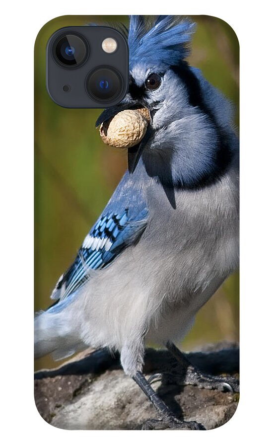 Festblues iPhone 13 Case featuring the photograph Bad hair day.. by Nina Stavlund
