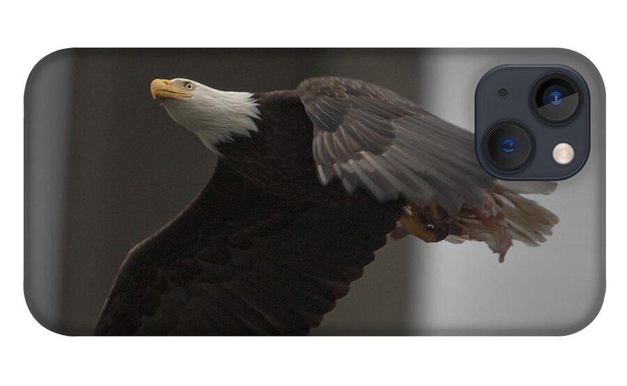 Wildlife iPhone 13 Case featuring the photograph Bald Eagle, Haliaeetus leucocephalus, in flight by Tony Mills