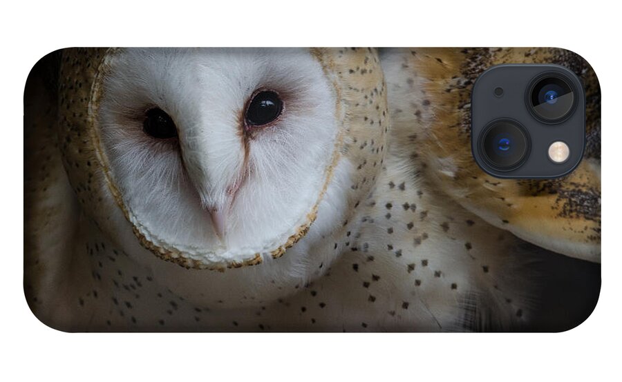 Barn Owl iPhone 13 Case featuring the photograph Barn Owl by Michael Hubley