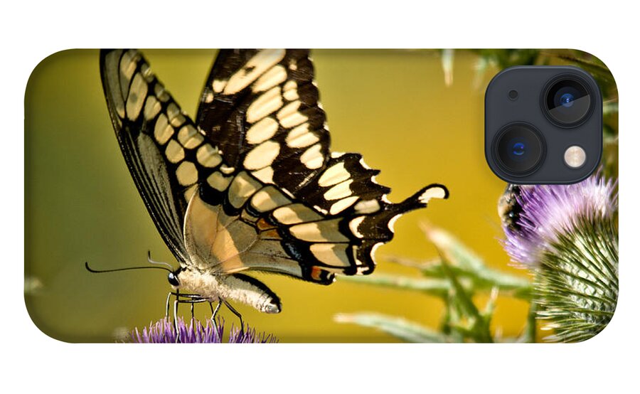 Giant Swallowtail iPhone 13 Case featuring the photograph Beautiful Golden Swallowtail by Cheryl Baxter
