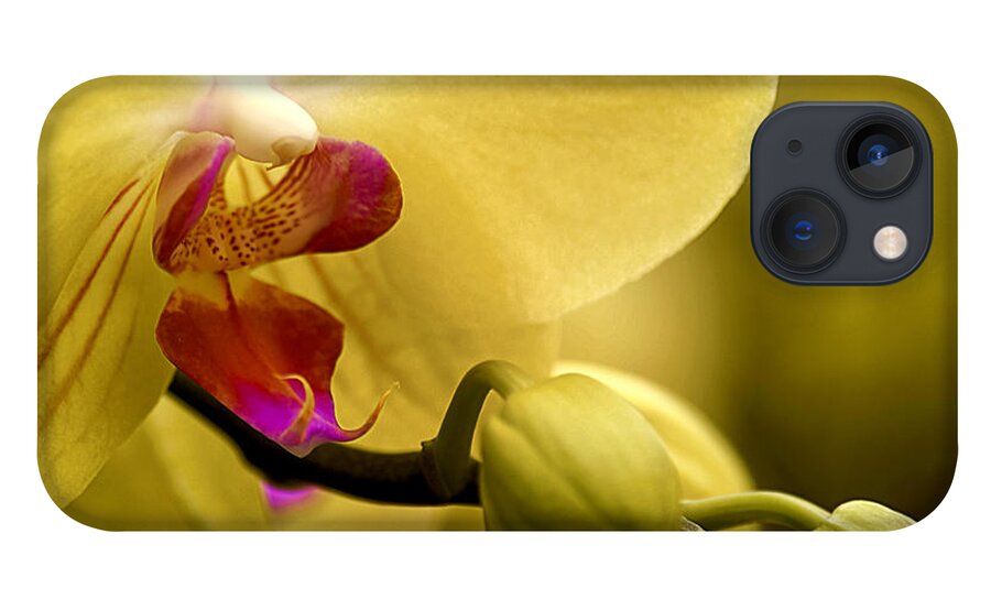 Beauty Of Orchids iPhone 13 Case featuring the photograph Beauty of Orchids 2 by Julie Palencia