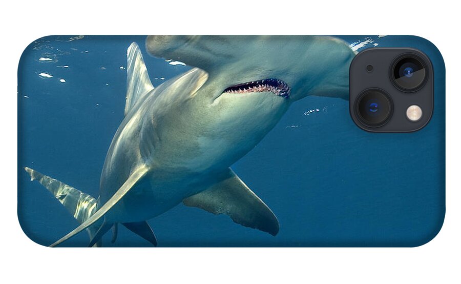 Great Hammerhead Shark iPhone 13 Case featuring the photograph Big Hammer by Aaron Whittemore