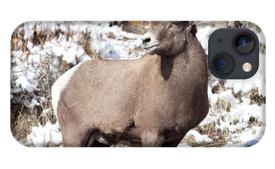 Bighorn Sheep iPhone 13 Case featuring the photograph BigHorn Sheep in Rocky Mountain National Park by Natural Focal Point Photography