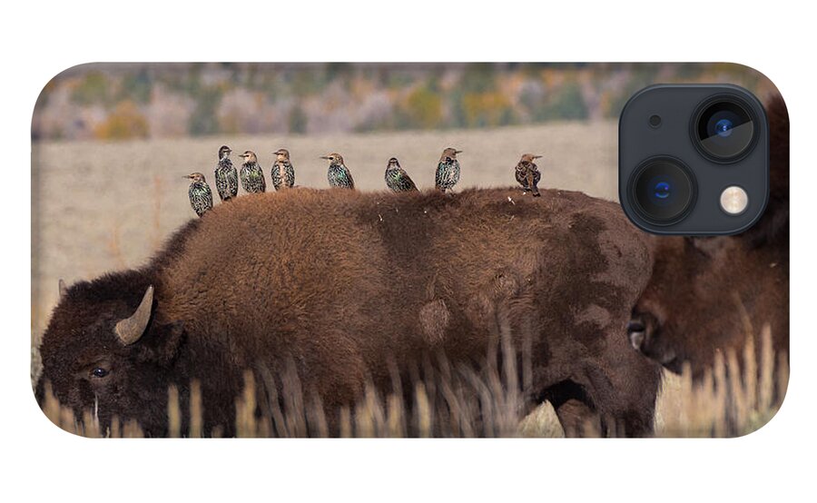 Bison iPhone 13 Case featuring the photograph Bison and Buddies by Kathleen Bishop