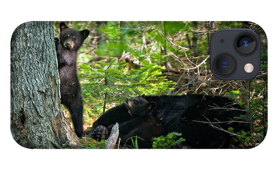 crawford Notch iPhone 13 Case featuring the photograph Black bear cubs stand watch while momma bear sleeps. by Jeff Sinon