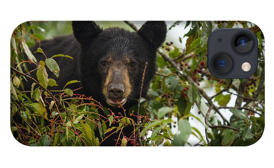 Bear iPhone 13 Case featuring the photograph Bear in a Cherry Tree by Doug McPherson