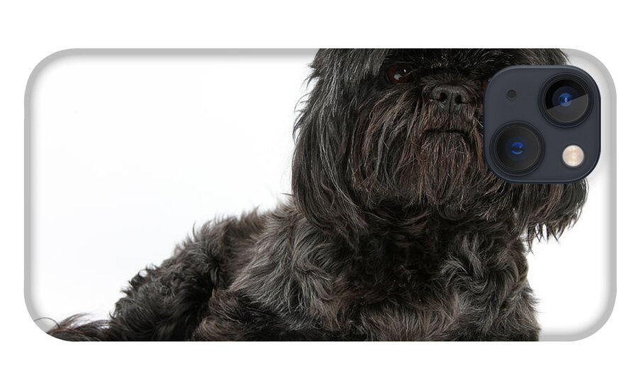 Nature iPhone 13 Case featuring the photograph Black Shih-tzu by Mark Taylor