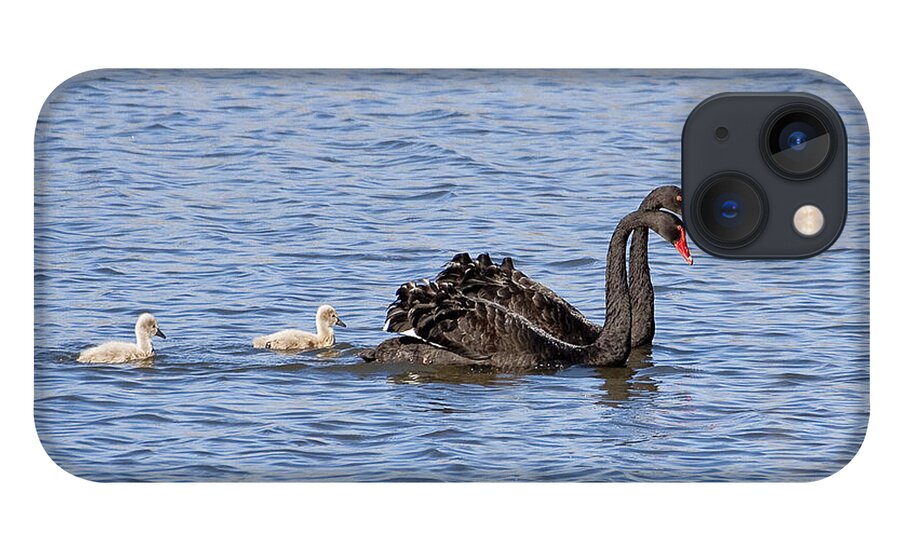 Australia iPhone 13 Case featuring the photograph Black swans by Steven Ralser