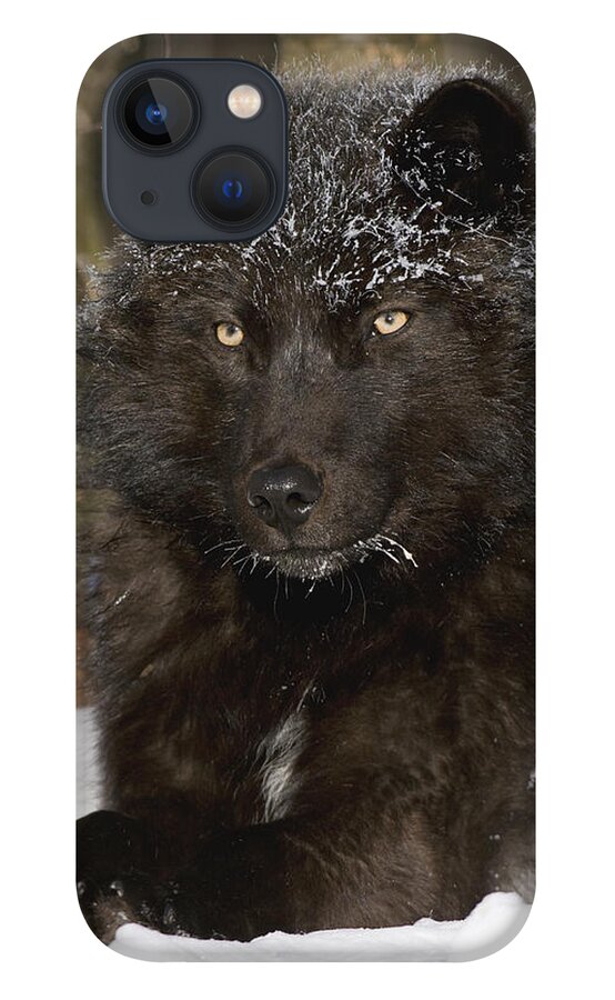 535808 iPhone 13 Case featuring the photograph Black Timber Wolf In Snow by Steve Gettle