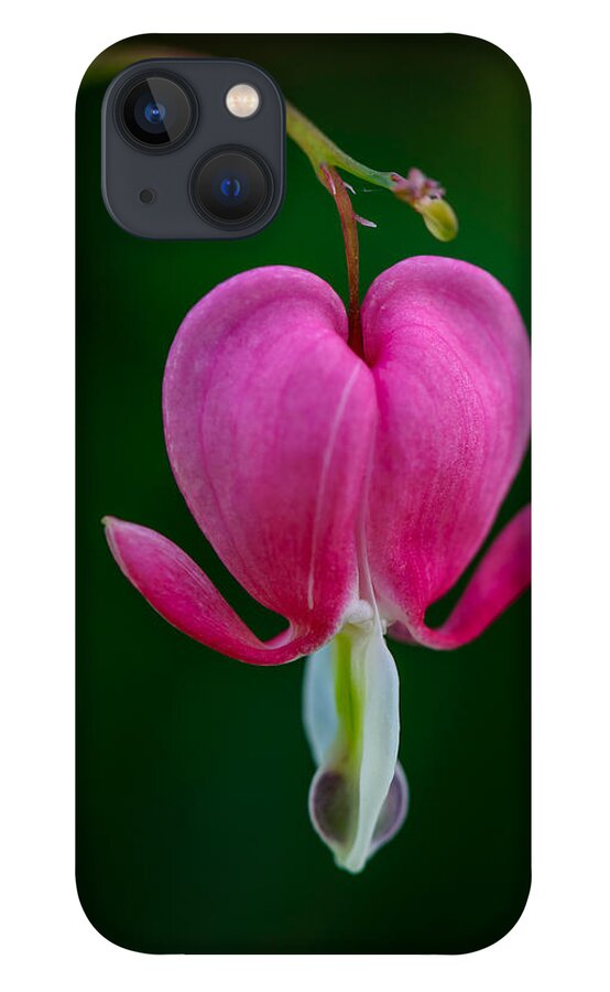 Flower iPhone 13 Case featuring the photograph Bleeding Heart by Robert Mitchell