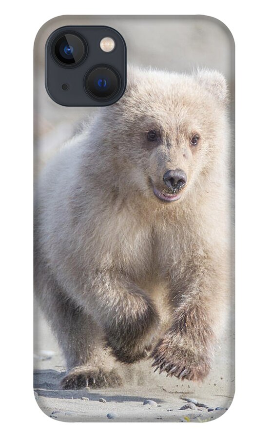 Grizzly Bear iPhone 13 Case featuring the photograph Blondes Have More Fun by Chris Scroggins