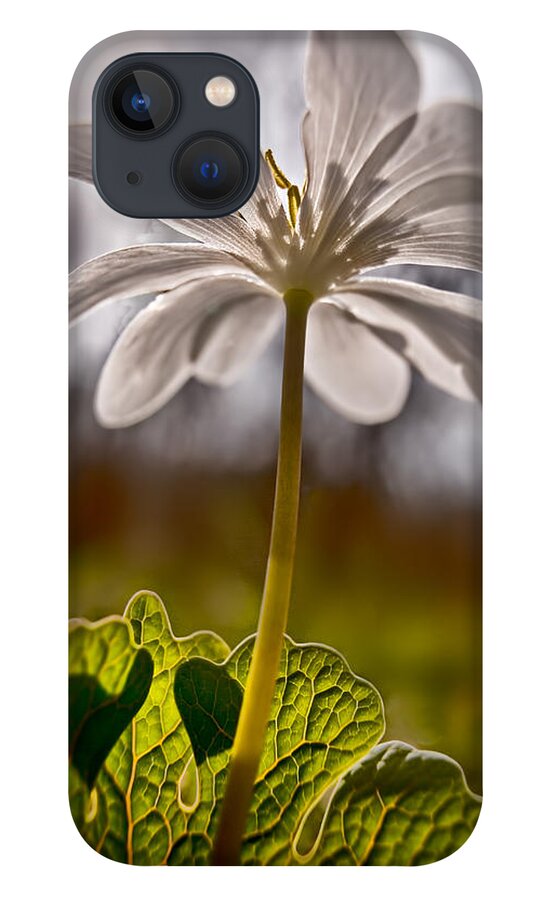 2011 iPhone 13 Case featuring the photograph Bloodroot by Robert Charity