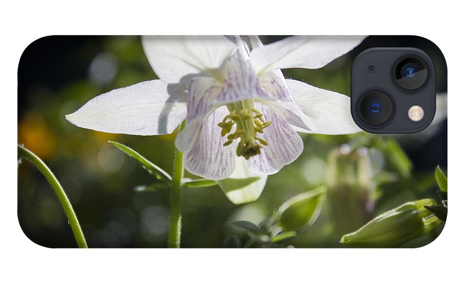 Columbine iPhone 13 Case featuring the photograph Blooming Columbine by Brad Marzolf Photography