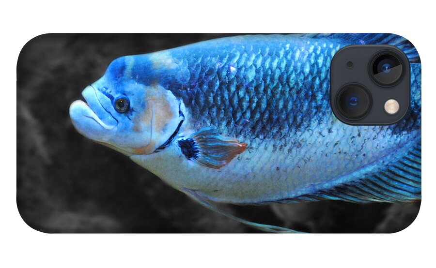 Blue iPhone 13 Case featuring the photograph Blue Fish by Jai Johnson