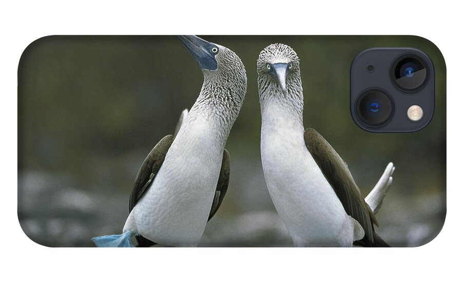 00141144 iPhone 13 Case featuring the photograph Blue Footed Booby Dancing by Tui De Roy