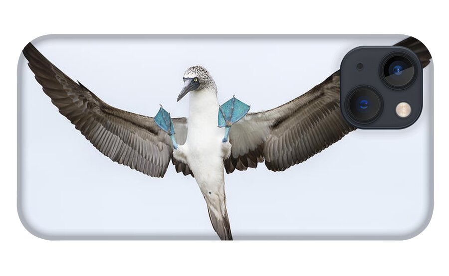 531680 iPhone 13 Case featuring the photograph Blue-footed Booby Landing Galapagos by Tui De Roy