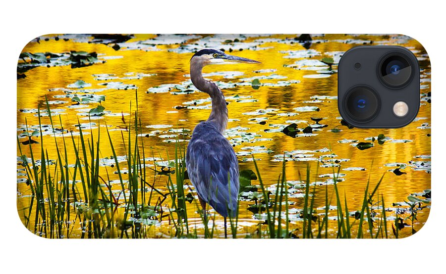 Blue Heron iPhone 13 Case featuring the photograph Blue Heron In A Golden Pond by Marina Kojukhova