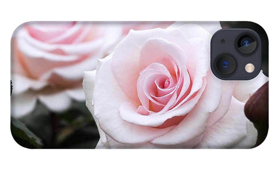 Roses iPhone 13 Case featuring the photograph Blush Pink Roses by Rona Black
