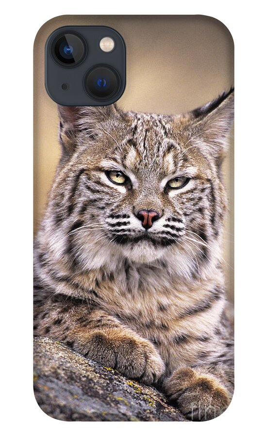 Bobcat iPhone 13 Case featuring the photograph Bobcat Cub Portrait Montana Wildlife by Dave Welling