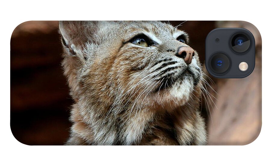 Netherlands iPhone 13 Case featuring the photograph Bobcat Portrait by Ger Bosma