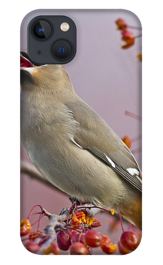 Bohemian Waxwing iPhone 13 Case featuring the photograph Bohemian Waxwing with Fruit by John Vose