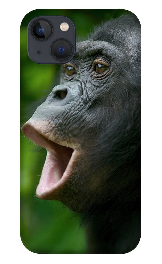 Jh iPhone 13 Case featuring the photograph Bonobo Female Calling by Cyril Ruoso