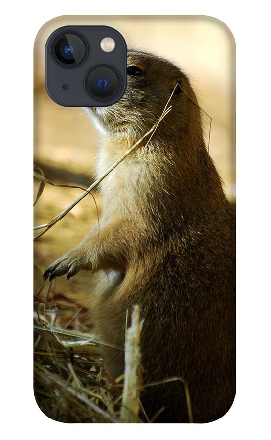 Prairie Dog iPhone 13 Case featuring the photograph Born on the Prairie by Rebecca Sherman