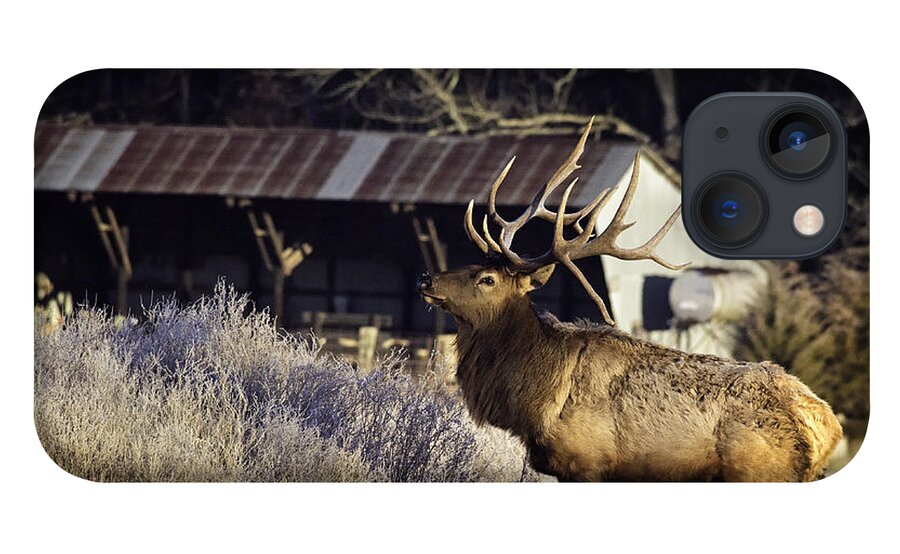 Bull Elk iPhone 13 Case featuring the photograph Boxley Stud at Clark Pond by Michael Dougherty