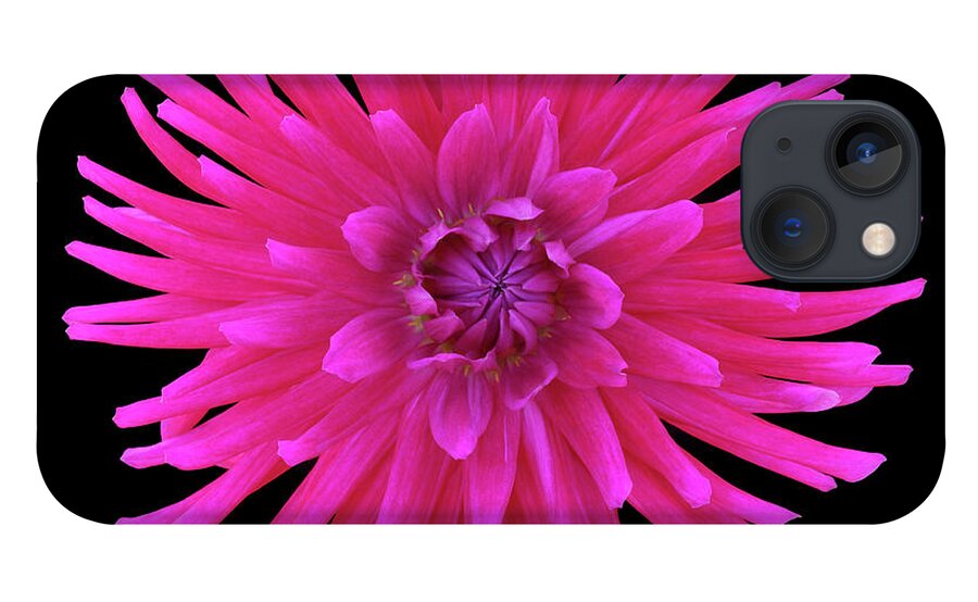 Haslemere iPhone 13 Case featuring the photograph Bright Pink Cactus Dahlia On Black by Rosemary Calvert