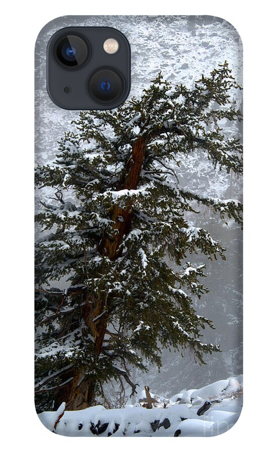 Bristlecone iPhone 13 Case featuring the photograph Bristlecone Pine in Snow by Jane Axman