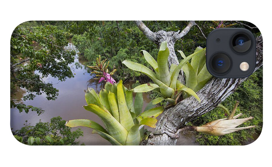 Cyril Ruoso iPhone 13 Case featuring the photograph Bromeliad Pair Flowering Pacaya Samiria by Cyril Ruoso