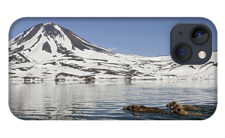 Feb0514 iPhone 13 Case featuring the photograph Brown Bear And Cubs Swimming Kamchatka by Sergey Gorshkov