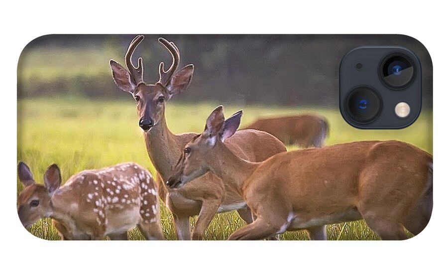 White Tail Deer iPhone 13 Case featuring the photograph Buck and Doe and Fawn at Sunset by Michael Dougherty