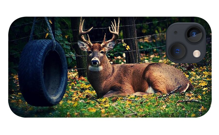 Buck iPhone 13 Case featuring the photograph Buck in the Back Yard by Frank J Casella